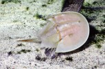 Ostrorep americký (Limulus polyphemus). Z ostrorepa byl izolován protein limulin ze skupiny lektinů, který je schopen rozpoznat strukturní složky bakteriálních membrán a využívá se proto v lékařské diagnostice. Foto V. Motyčka