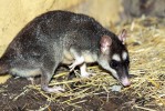 Vačice čtyřoká (Philander opossum) v Zoologické a botanické zahradě v Plzni. Foto M. Sloviak