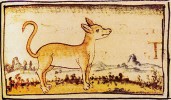 Aztécký xoloitzcuintli – mexický naháč v Obecné historii věcí království Nové Španělsko z 16. stol., převzato v souladu s podmínkami využití 
