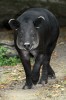 Tapír středoamerický (Tapirus bairdii) se vyskytuje od jižního Mexika po severozápadní Kolumbii a patří mezi ohrožené druhy savců, v zoologických zahradách se objevuje jen vzácně (snímek ze Zoo Berlín). V Jižní Americe žijí další dva až tři druhy tapírů, v jihovýchodní Asii jeden. Název tapír má indiánský původ a je odvozen z tupíjského slova tapyra, což znamená tlustý, pevný a vztahuje se ke kůži těchto kopytníků. Foto M. Sloviak 