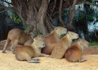 Kapybara (Hydrochoerus hydrochaeris). Venezuela, llanos. Foto Z. Hašek