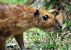 Paka nížinná (Cuniculus paca).  Panama. Foto J. Ševčík