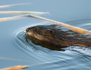 Vysazená ondatra pižmová (Ondatra zibethicus) na Třeboňsku. Foto J. Ševčík