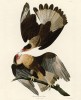 Karančo chocholatý (Caracara cheriway) žije od jižních částí Spojených států amerických po severní oblasti Jižní Ameriky. Rodové jméno vychází z tupíjského ka’ráni – drápat nebo uchvátit drápy. Orig. J. J. Audubon, The Birds of America (1827–39), v souladu s podmínkami použití 