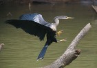 Anhinga americká (Anhinga anhinga), Kostarika, Caňo Negro. Foto Z. Hašek