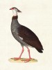 Čája bělolící (Chauna chavaria)  na ilustraci z knihy Nouveau recueil  de planches coloriées d'oiseaux (1838), v souladu s podmínkami využití