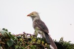 Kukačka guira (Guira guira),  Argentina, Buenos Aires. Foto K. Funková