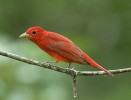 Tangara ohnivá (Piranga rubra),  Kostarika. Foto J. Ševčík