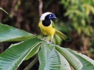 Sojka zelenavá (Cyanocorax yncas), Peru. Foto J. Moravec