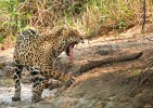 Jaguár paraguayský (Panthera onca palustris), Brazílie, Pantanal. Foto Z. Hašek