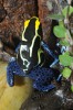 Pralesnička barvířská neboli mnohobarvá (Dendrobates tinctorius) dnes patří k vyhledávaným žábám k chovu  v teráriu. Foto M. Kořínek