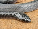 V Brazílii populární „kanibalský“ had musurana černá (Clelia clelia). Foto J. Moravec 