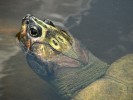 Amazonská želva tereka velká (Podocnemis expansa).  Foto J. Moravec 