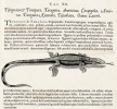 Teiuguasu tupinambis (tupinambsky teiguasu) – obrázek z díla W. Pisona  a G. Markgrafa (1648), který zamotal  hlavy pozdějším taxonomům při popisu teju žakruarú (Tupinambis teguixin). Převzato v souladu s podmínkami použití