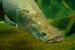 Arapaimy (Arapaima spp.) patří k ikonickým druhům ostnojazyčných ryb (Osteoglossiformes) v neotropické  zoogeografické oblasti.  Jméno jim propůjčil  jazyk karibských  indiánů kmene Kalina z povodí Orinoka. Kalinové jim říkají  warapaimo, tedy  velký trahir, podle  zcela nepříbuzných,  ale rovněž dravých ryb  trahirů (Erythrinidae) z řádu trnobřichých (Characiformes),  kalinsky warapa. Arapaima obecná  (A. arapaima)  v akváriu Zoo Berlín.  Foto M. Kořínek