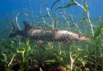 Štika muskalunga (Esox masquinongy). Foto E. Engbretson. Převzato z Wikimedia Commons v souladu s podmínkami použití