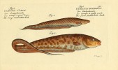 Paúhořovec příčnopruhý (Gymnotus carapo). Orig. M. E. Bloch (1796)