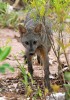 Maikong (Cerdocyon thous), Brazílie, Mato Grosso do Sul. Foto Z. Hašek