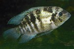 Akara modrá (Andinoacara pulcher) patří k akvaristicky oblíbeným rybám. Foto M. Kořínek