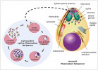 Cyklus zimničky tropické (Plasmodium falciparum) v červených krvinkách (erytrocytech člověka, vlevo). Po invazi krvinky je parazit obklopen parazitoforní vakuolou, která přetrvává během vývoje v raný trofozoit (prstýnek), trofozoit až po mnohojaderný schizont. Ze schizontu vznikají noví jedinci (schizogonie),  parazitoforní vakuola se rozpadá, dochází k narušení červené krvinky a dceřiní merozoiti se uvolní. Proces se cyklicky opakuje. Fialově – jádro, hnědě – trávicí vakuola, kde probíhá trávení hemoglobinu. Vpravo schematický detail merozoitu zimničky tropické. Apikální komplex, důležitý pro invazi a uvolnění z krvinek, se skládá ze strukturální části tvořené pólovými prstenci, na které se upínají subpelikulární mikrotubuly vybíhající dále do buňky. Mikronemy, roptrie, denzní granula a exonemy představují sekretorickou část apikálního komplexu, která se účastní procesů uvolnění a invaze červených krvinek. Blíže v textu. Orig. D. Sojka