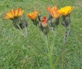 Z našeho území dosud neuváděný kříženec chlupáčku úzkolistého (Pilosella piloselloides) a ch. oranžového (P. aurantiaca) popsaný jako P. ×derubella, na lokalitě v Praze-Hrnčířích. Foto F. Krahulec