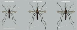  Nejvýznamnější druhy invazních  komárů rodu Aedes a zjednodušený  entomologický klíč k jejich poznávání.  Komár tygrovaný (A. albopictus) má   na černém hřbetním štítku (scutus)  podélný pruh z bílých šupinek (1).  Komáři japonský (A. japonicus) i korej ský (A. koreicus) mají na štítku zlatavé  šupinky ve tvaru lyry, ale zatímco  u komára japonského zasahují boční   linky téměř až k distální části štítku (2),  u k. korejského jsou kratší a končí zhruba  v třetině hrudi (3). Dalším rozdílem mezi  těmito druhy je absence bílých pruhů   na chodidlových článcích třetího páru  končetin u komára japonského (4) a (5).  Orig. D. Eklöf („Reverse“ identification  key for mosquito species 2022,  www.ecdc.europa.eu/en), upraveno 