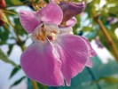 Krása květů netýkavky žláznaté (Impatiens glandulifera), „orchideje chudých“, oslovila nejednoho zahradníka a milovníka květin. Květy jsou 3–4 cm dlouhé a 2 cm široké. Spodní kališní lístek vytváří vakovitý pysk a protáhlou ostruhu, zatímco postranní dva kališní lístky jsou redukované na drobné šupinky. I když se vyskytují v barevné  škále od bílé po temně fialovou, nejčastější barvou je růžová. Foto H. Skálová