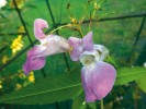 Krása květů netýkavky žláznaté (Impatiens glandulifera), „orchideje chudých“, oslovila nejednoho zahradníka a milovníka květin. Květy jsou 3–4 cm dlouhé a 2 cm široké. Spodní kališní lístek vytváří vakovitý pysk a protáhlou ostruhu, zatímco postranní dva kališní lístky jsou redukované na drobné šupinky. I když se vyskytují v barevné  škále od bílé po temně fialovou, nejčastější barvou je růžová.