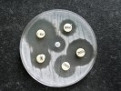 Testování citlivosti in vitro – kvalitativně diskovou difúzí. Foto P. Lysková
