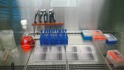 Příprava mikrotitračních destiček pro kvantitativní testování citlivosti  in vitro podle standardizované metodiky EUCAST. Foto P. Lysková
