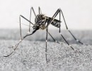 U komára Aedes koreicus byl potvrzen přenos parazitických helmintů dirofilárií (Dirofilaria), které způsobují onemocnění zejména u psů, ale ojediněle také u člověka. Foto A. Drago