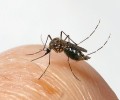 Původně africký komár tropický (Aedes aegypti) – přenašeč virů horeček  dengue, chikungunya či žluté zimnice, viru Zika a některých dalších. Foto P. Rödl 