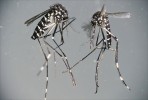 Komár tygrovaný (Aedes albopictus) původem z jiho­východní Asie, přenašeč virů horeček  dengue, chikungunya či žluté zimnice, viru Zika a některých dalších. Foto H. Blažejová 