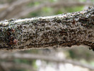 Početné napadení brslenu (Euonymus sp.) štítenkou brslenovou (Unaspis euonymi). Foto H. Šefrová