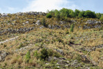 Rozsáhlé porosty  zimostrázu vždyzeleného (Buxus sempervirens) ve východní části Pyrenejí (okolí městečka Camprodon),  zničené housenkami zavíječe zimostrázového (Cydalima perspectalis) v červnu 2019.  Ve východních Pyrenejích jsou porosty zimostrázu zničené  na ploše zhruba  50 × 100 km,  od pobřeží přibližně  po město Ripoll,  a invaze postupuje  dále na západ.  Foto Z. Laštůvka