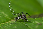 Samice komára tygrovaného (Aedes albopictus), který v Evropě patří k invazním druhům. Foto A. Lindström („Reverse“ identification key for mosquito species 2022; klíč pro určení druhů dostupný na www.ecdc.europa.eu/en)