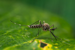 Samec invazního druhu Aedes japonicus. Foto A. Lindström („Reverse“ identification key for mosquito species 2022; klíč pro určení druhů dostupný na www.ecdc.europa.eu/en)