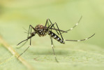 Samice invazního druhu Aedes japonicus. Foto A. Lindström („Reverse“ identification key for mosquito species 2022; klíč pro určení druhů dostupný na www.ecdc.europa.eu/en)