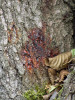 Exsudáty pigmentů na borce napadené olše lepkavé (Alnus glutinosa) jsou typickým symptomem působení plísně olšové. Foto K. Černý