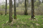 Otevřené rány na bázích napadených stromů způsobené plísní olšovou (označeno šipkou) bývají kolonizovány dalšími patogeny nebo dřevokaznými houbami. Foto K. Černý