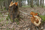 Napadení rezavcem lesknavým (Inonotus radiatus) vede ke zlomům a pádům stromů, kterým se podařilo infekci plísní olšovou přežít. Foto K. Černý
