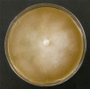 Kolonie plísně olšové (Phytophthora alni) v laboratorních podmínkách na Petriho misce. Blíže v textu. Foto K. Černý