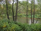 Křídlatka japonská (Reynoutria japonica) se od prvního záznamu z r. 1902, kdy zplaněla, rozšířila za 100 let po celé České republice. Tvoří husté porosty zejména podél větších vodních toků. Foto  J. Horáčková