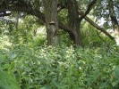 V původní bylinné vegetaci pobřežních porostů převažuje kopřiva dvoudomá (Urtica dioica) jako důležitá součást potravy malakofauny. Foto  J. Horáčková