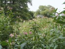 Rozsáhlé porosty netýkavky žláznaté (Impatiens glandulifera) neredukují  tak silně původní bylinné patro,  ale vytlačují původní vysokobylinné  nitrofilní druhy rostlin, které slouží plžům jako důležitý zdroj potravy. Foto  J. Horáčková