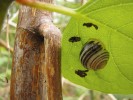 Velcí plži v říčních nivách často  šplhají na vysokobylinnou vegetaci (climbing behaviour) pravděpodobně kvůli bezpečnému odpočinku mimo dosah vody, predátorů i parazitů.  Páskovka keřová (Cepaea hortensis) odpočívající na křídlatce. Foto  J. Horáčková