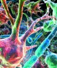 Buňka neuroglie – astrocyt (červeně)