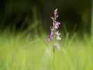 Další z nejohroženějších druhů naší orchidejové flóry. Vstavač bahenní (Anacamptis palustris). foto J. Štěpán
