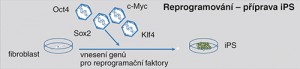 Rané embryo – blastocysta může sloužit k přípravě pluripotentních embryo­nálních kmenových buněk (ESC). Indukované pluripotentní buňky (iPS) jsou vytvořeny zcela mimo prostředí embrya a celý proces se odehrává na kultivační misce in vitro. Postup lze provádět jak in vitro, tak in vivo v příslušných tkáních zvířat. Pdx1 - Pancreatic And Duodenal Homeobox 1,  Ngn3 – Neurogenin 3, MafA - v-maf avian musculoaponeurotic fibrosarcoma oncogene homolog A, Ascl1 – achaete-scute complex-like 1  Brn2a – Brain-Specific Homeobox/POU Domain Protein 2  Myt1l -, Myelin Transcription Factor 1-Like Oct4 - octamer-binding transcription factor 4,  Sox2 - SRY (sex determining region Y)-box 2,  c-Myc - V-Myc Avian Myelocytomatosis Viral Oncogene Homolog,  Klf4 - Kruppel-Like Factor 4. Orig. I. Lišková a J. Klíma