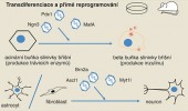 Transdiferenciace a přímé reprogramování vede k přímé přeměně jednoho buněčného typu v druhý. Postup lze provádět jak in vitro,  tak in vivo v příslušných tkáních zvířat. Pdx1 - Pancreatic And Duodenal Homeobox 1,  Ngn3 – Neurogenin 3, MafA - v-maf avian musculoaponeurotic fibrosarcoma oncogene homolog A, Ascl1 – achaete-scute complex-like 1  Brn2a – Brain-Specific Homeobox/POU Domain Protein 2  Myt1l -, Myelin Transcription Factor 1-Like Oct4 - octamer-binding transcription factor 4,  Sox2 - SRY (sex determining region Y)-box 2,  c-Myc - V-Myc Avian Myelocytomatosis Viral Oncogene Homolog,  Klf4 - Kruppel-Like Factor 4. Orig. I. Lišková a J. Klíma